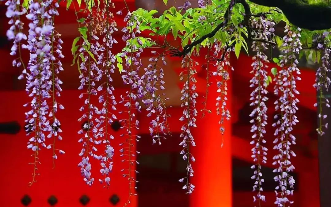 隐藏在青岛的紫藤花瀑布,花香四溢惊艳所有人