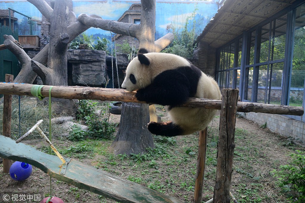 北京奥运大熊猫点点荡秋千秀功夫