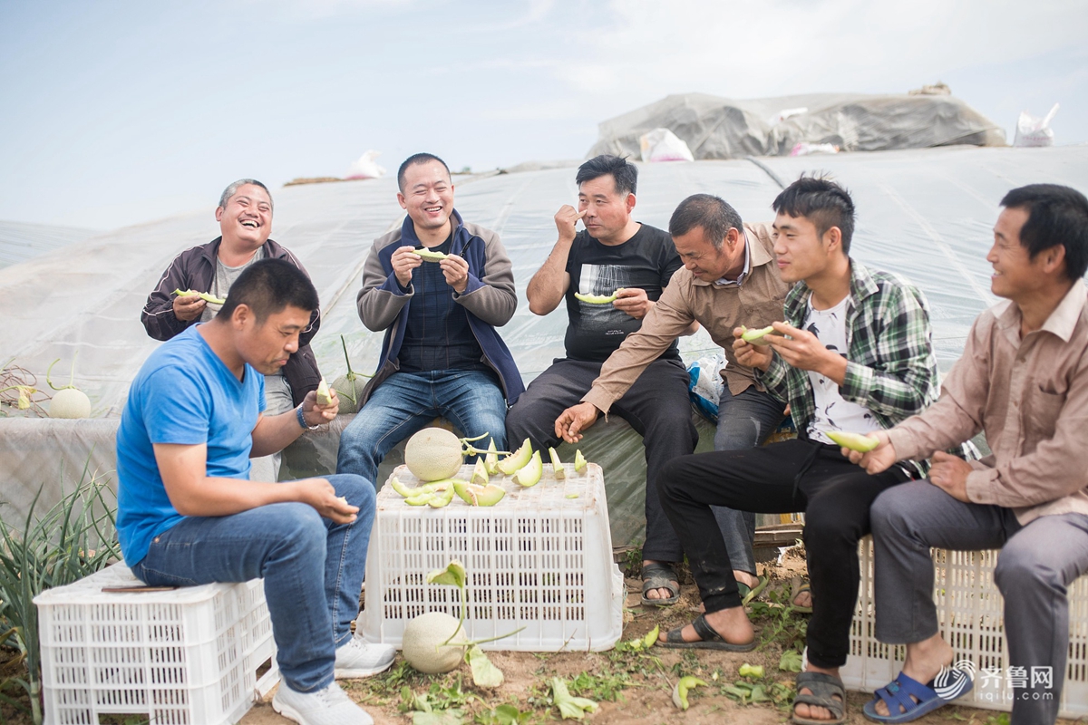 聊城小伙种网纹瓜年售五千万 带领农民脱贫致富