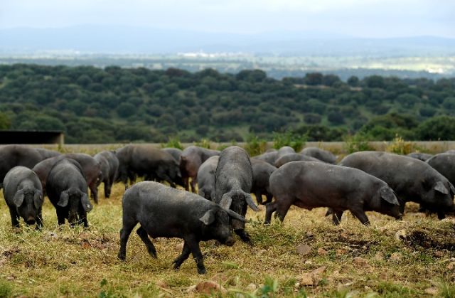 伊比利亚黑猪在萨拉曼卡一处养殖场内活动.