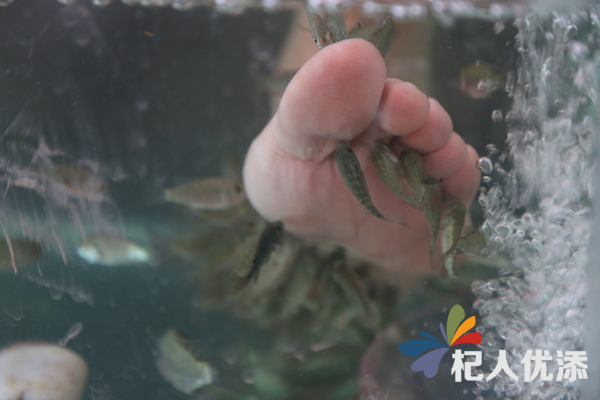 在鱼疗店里记者看到,客人们光着脚丫任由一群群小鱼在脚上放肆"亲吻".