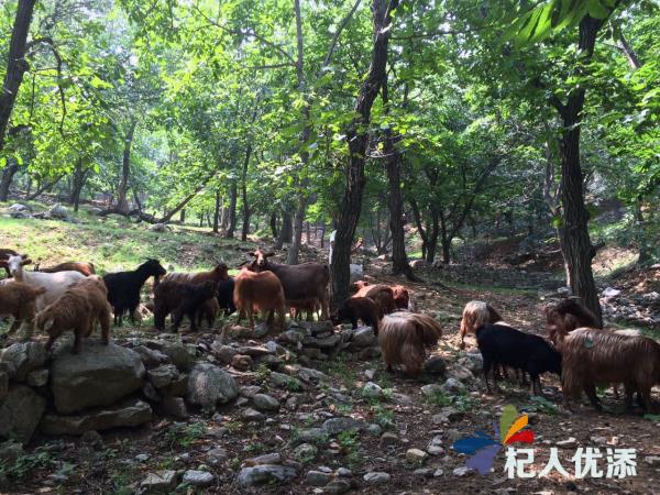 山间的精灵跳跃的火焰走近新泰红毛山羊