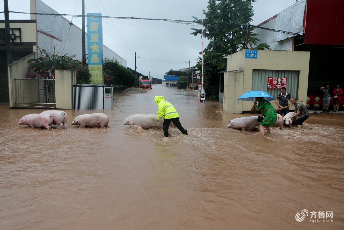 洪水漫过街道,风雨中,警察帮着养殖户涉水将猪儿转移到安全区域