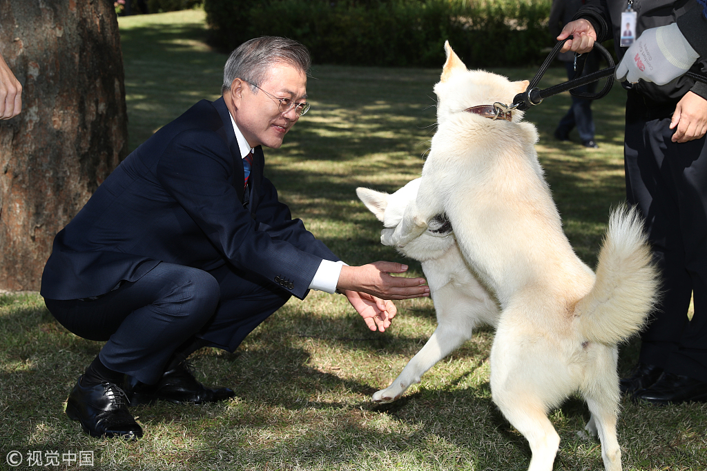 文在寅接受bbc采访与记者一同逗朝鲜所赠丰山犬