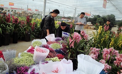 青州:年宵花市场升温 花卉企业筹备忙