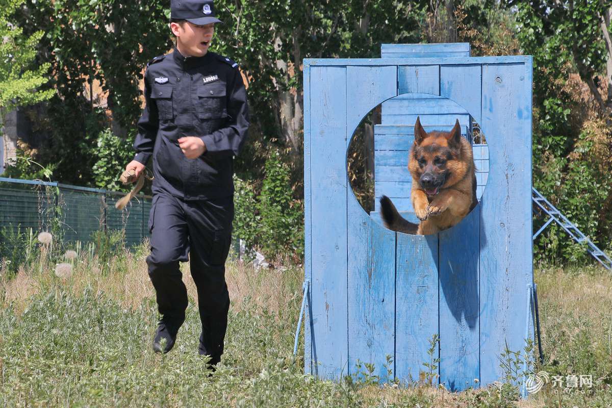 实拍烟台警犬训练基地无言的战友训练忙