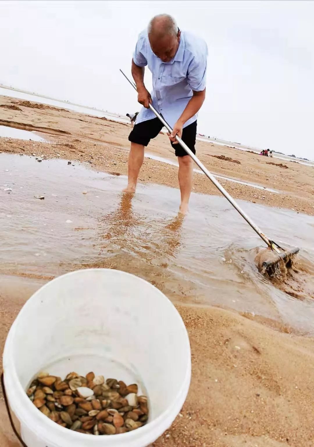 青岛人挖蛤蜊还可以这样操作耙子盛馒头的漏盘都用上了