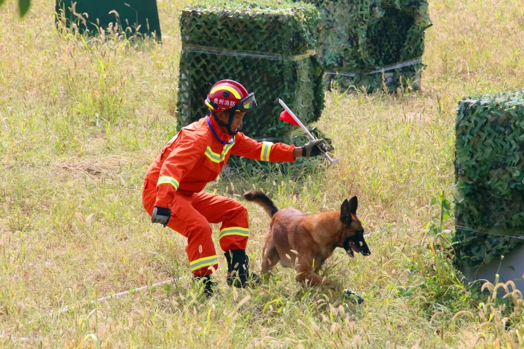 聚焦第五届全国搜救犬比武竞赛day1