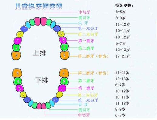 儿童在6-12岁换牙,6岁萌出的第一个恒牙称六龄牙,即第一恒磨牙,窝沟