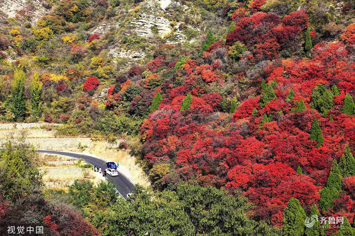 漫山红叶秋意浓博山 最美 公路引市民赏秋 闪电新闻