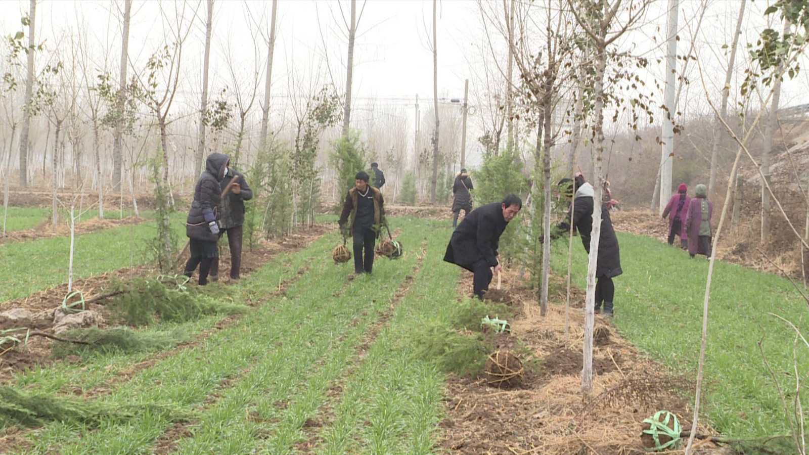 57秒丨邹平市抢抓有利时机 紧密推进园林绿化提升工程