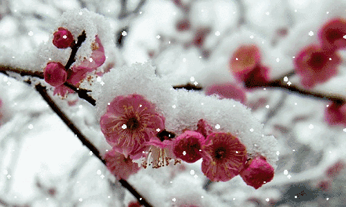 大范围雨雪寒潮天气来了!济南等多市中到大雪,局部暴雪