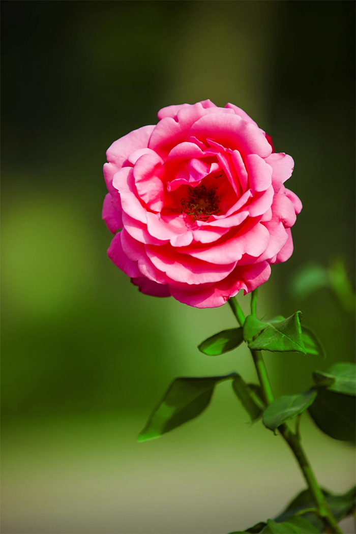 美丽平原:月季花开正艳 姹紫嫣红