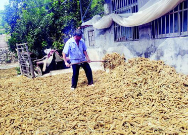 潍坊各产地新小米陆续上市，价格高于往年