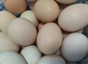 潍坊市着力打造鸡蛋流通供应安全卫生新标准