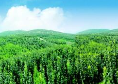 潍坊深入开展南部山区森林生态屏障建设行动