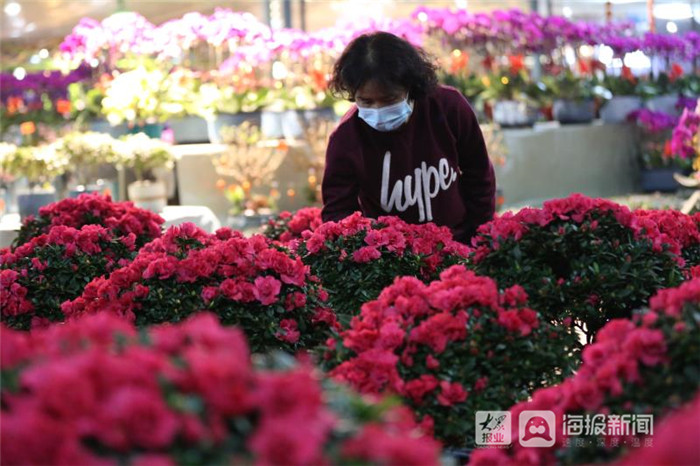 春节临近 东营花市里"年宵花"最热销