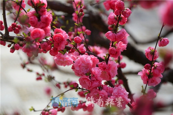济南：踏春赏花好时节，多姿多彩入画来