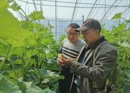 潍坊蔬菜专家王林武：一心研究有机菜 种植经验推广全国