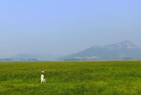 绵延数里的湖畔草原，在济南给你这个夏天第一份“绿色治愈”！