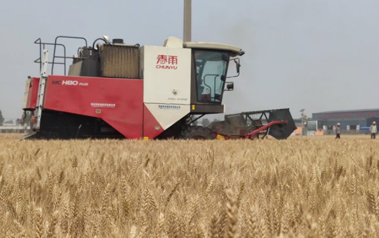 泰安市已收小麦194.7万亩 占应收面积的77.6%