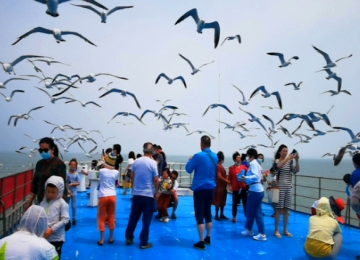 在蓝天碧海中，享海鸥成群环绕