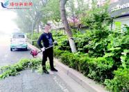 修剪行道树 防止汛期断枝 潍坊市园林部门大排查、大整治、大提升