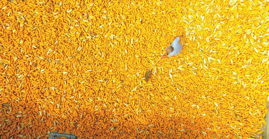 聊城：春玉米丰收了