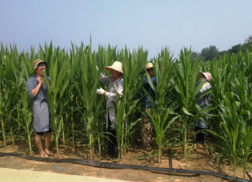 开创中国玉米高产道路