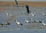 黄河口国家公园呼之欲出！黄河三角洲生态保护和湿地再发力