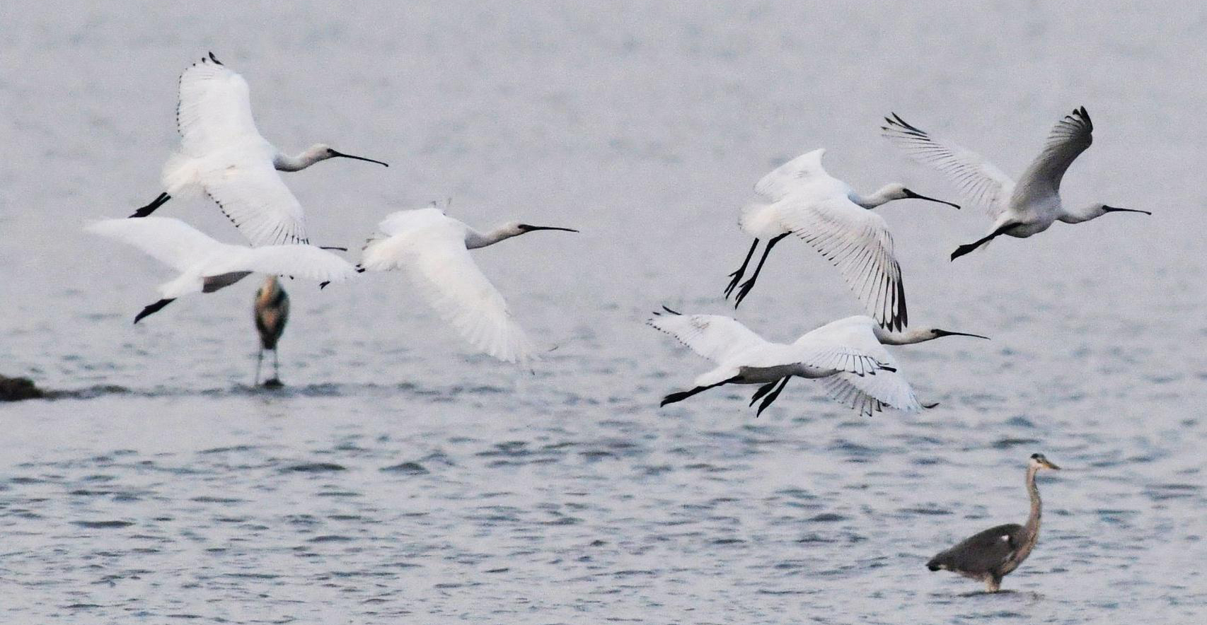 国家二级重点保护物种白琵鹭飞抵青岛！