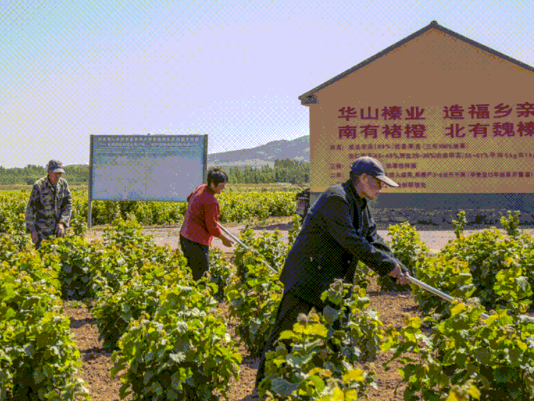 潍坊诸城这家有“闯劲”的农民合作社，荣膺国家级示范社