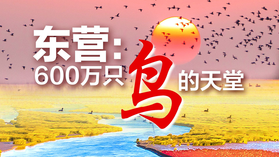 记者探访600万只鸟的天堂——东营黄河口