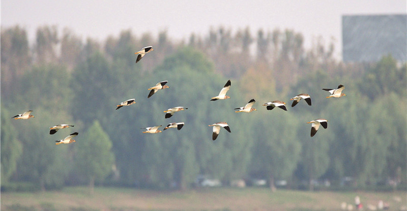高唐县双海湖迎来多种候鸟