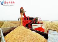 潍坊：“黑科技”赋能　粮食丰产农民增收