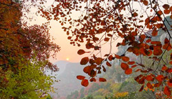 山东潍坊：夕照映红叶，不亦美哉！