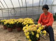 一天村里卖出三万多盆 青州这个村菊花成了致富花