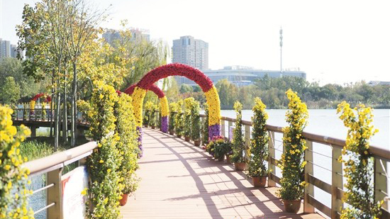 蓼河菊展，济宁花海艺苑的一抹炫彩 