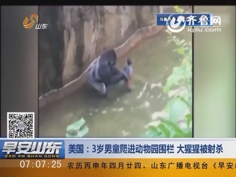 美国:3岁 男童爬进动物 园 围栏  大猩猩被射杀_早