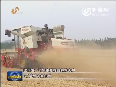小麦开机收获 产量有望与去年基本持平