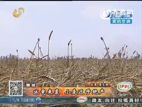 聊城：冰雹來襲 小麥受災嚴重