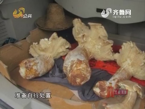 朋友圈之圈美食：云南景谷村民发现巨大野生菌“口蘑”