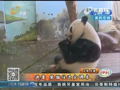 济南：避暑 熊猫住进空调房