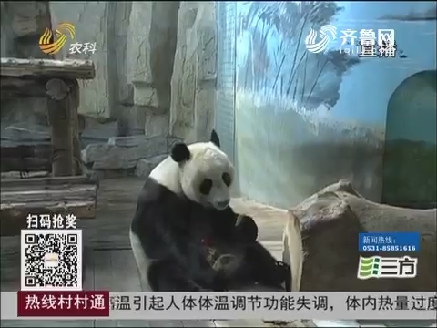 萌翻！动物园特制蛋糕为大熊猫庆生日
