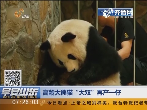 高龄大熊猫“大双”再产一仔