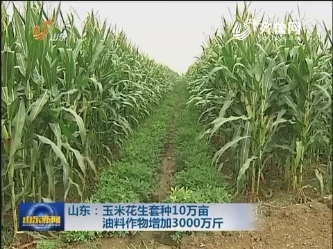山东：玉米花生套种10万亩  油料作物增加3000万斤