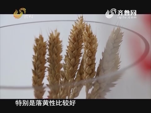 20160818《当前农事》：小麦新品种 山农31号