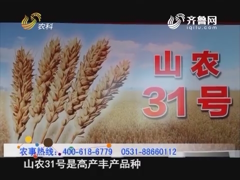 20160819《当前农事》：小麦新品种 山农31号