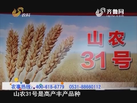 20160821《当前农事》：小麦新品种 山农31号