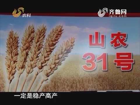 20160824《当前农事》：小麦新品种 山农31号